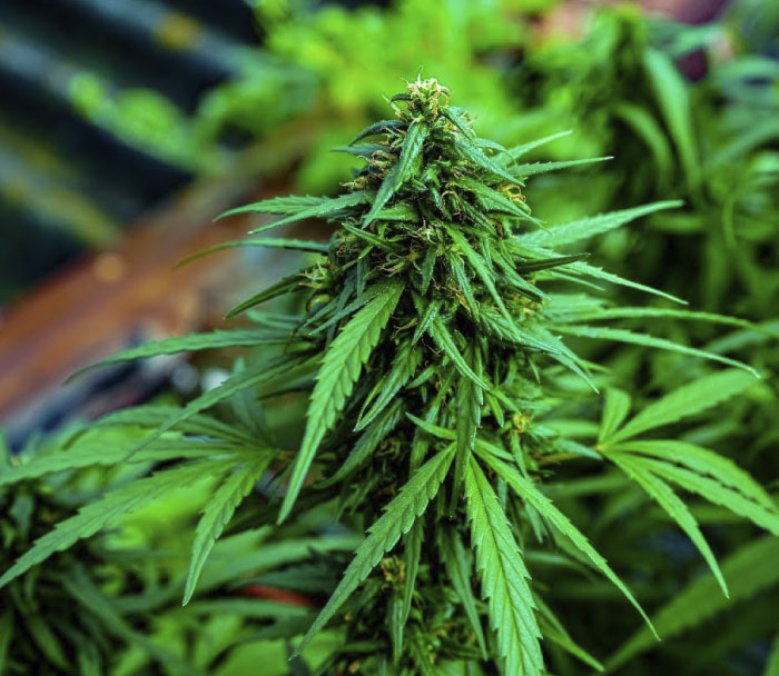 Análisis deCannabis